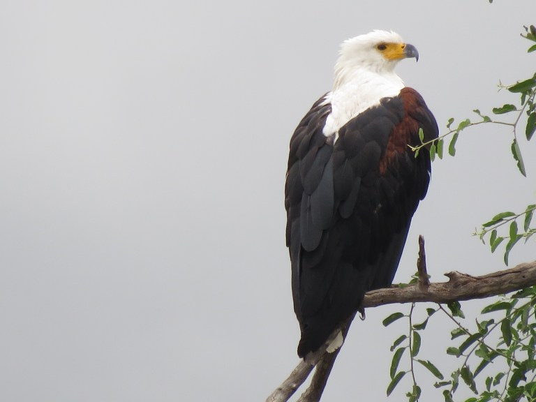 chobe_african_fisheagle_closeup