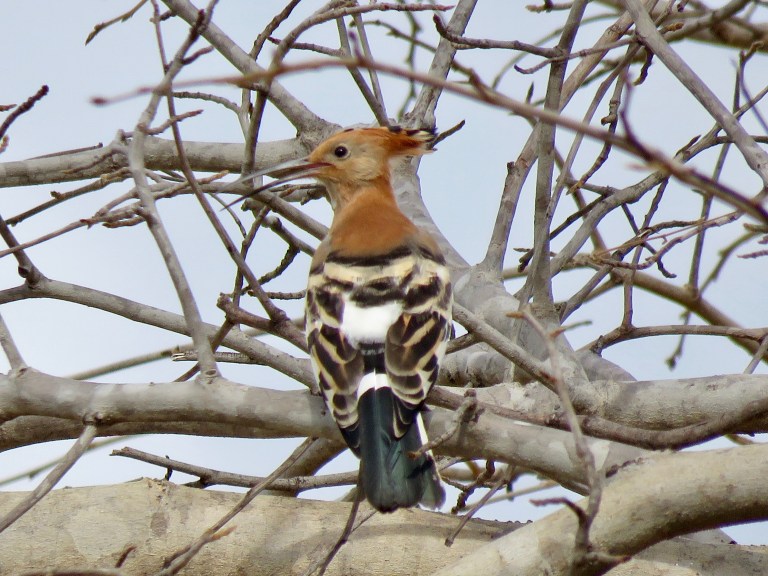 chobe_african_hoopoe