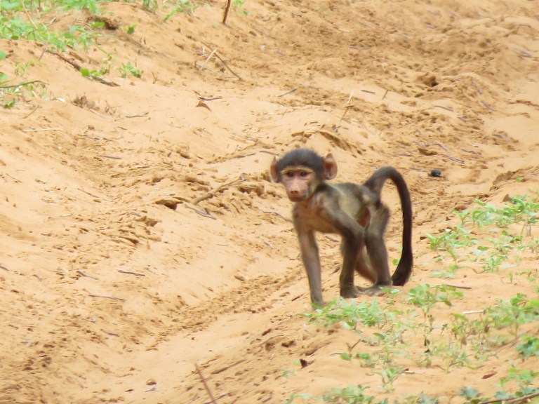 chobe_baboon_baby