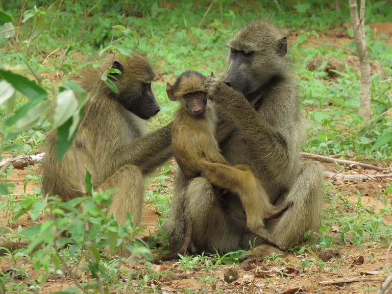 chobe_baboons_baby_grooming