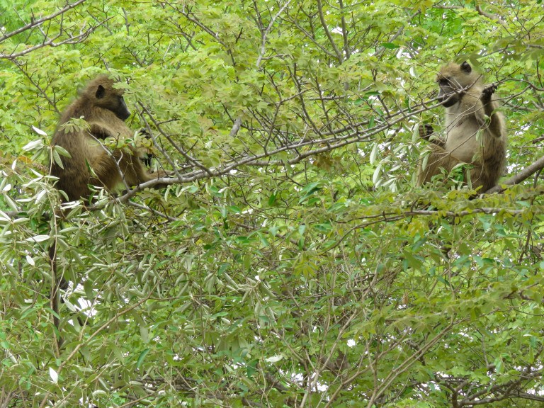 chobe_baboons_tree_chat