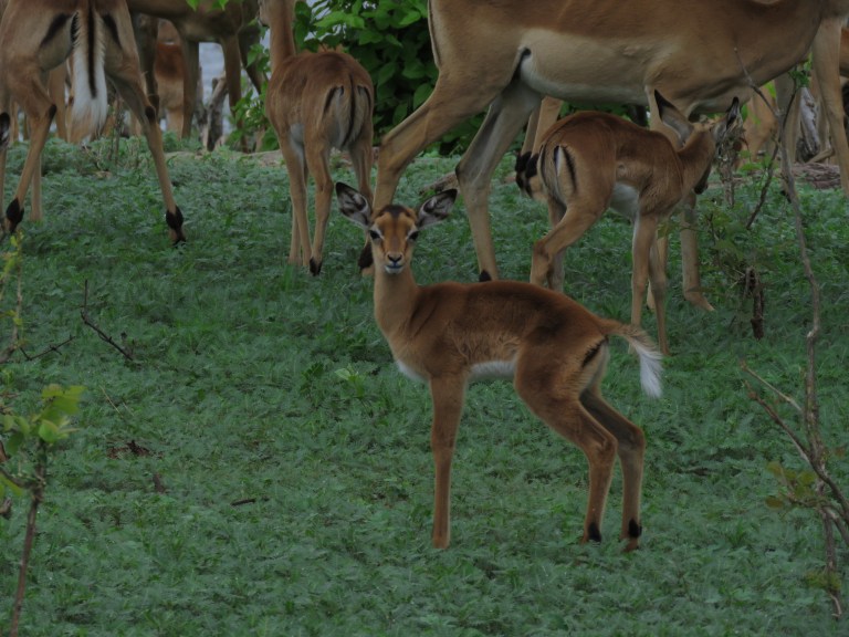 chobe_baby_impala