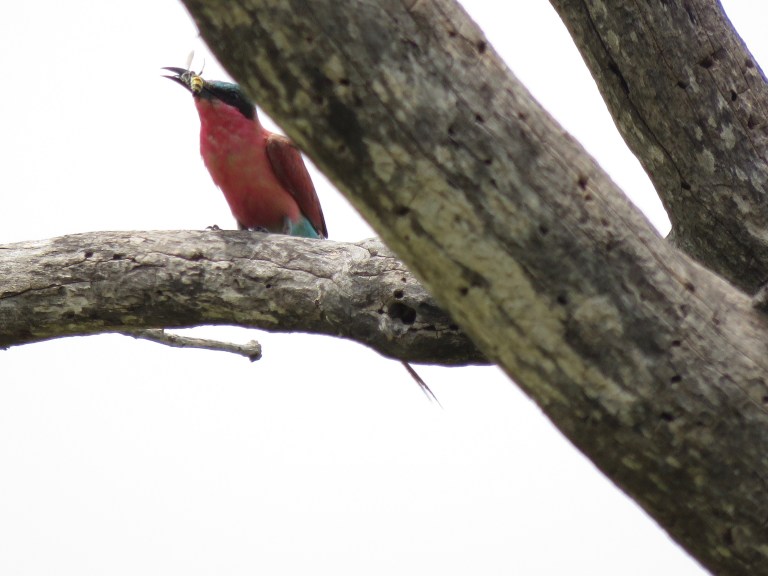 chobe_bee_eater_bee