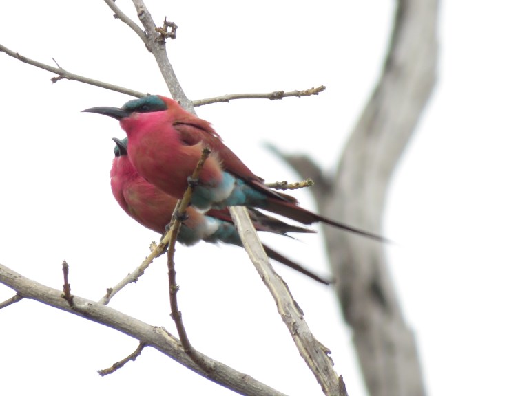 chobe_carmine_bee_eaters_two_closeup