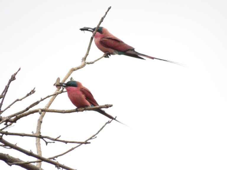 chobe_carmine_bee_eaters_with_lunch
