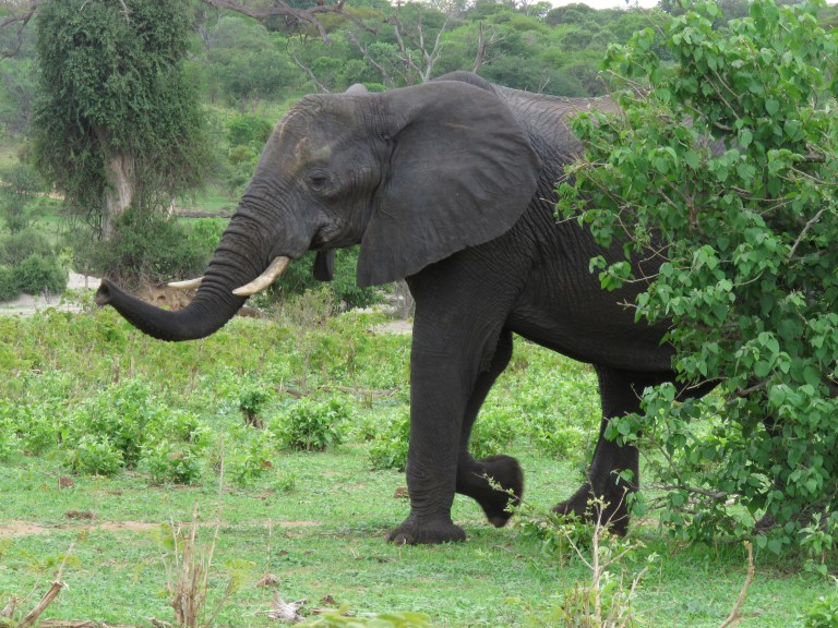 chobe_eleph_later_big_tusk