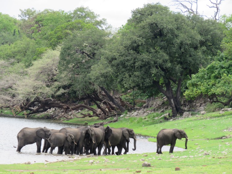 chobe_elephants_river_sentry