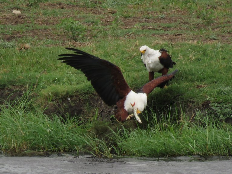 chobe_fish_eagle_with_fish