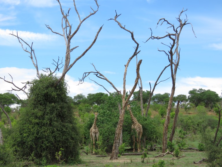chobe_giraffe_hiding
