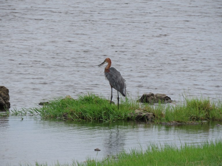 chobe_goliath_heron