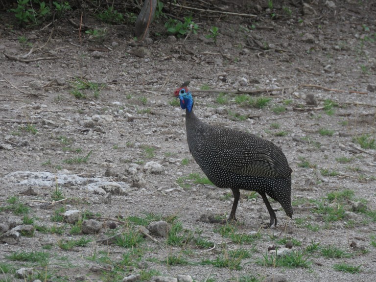 chobe_guinea_fowl