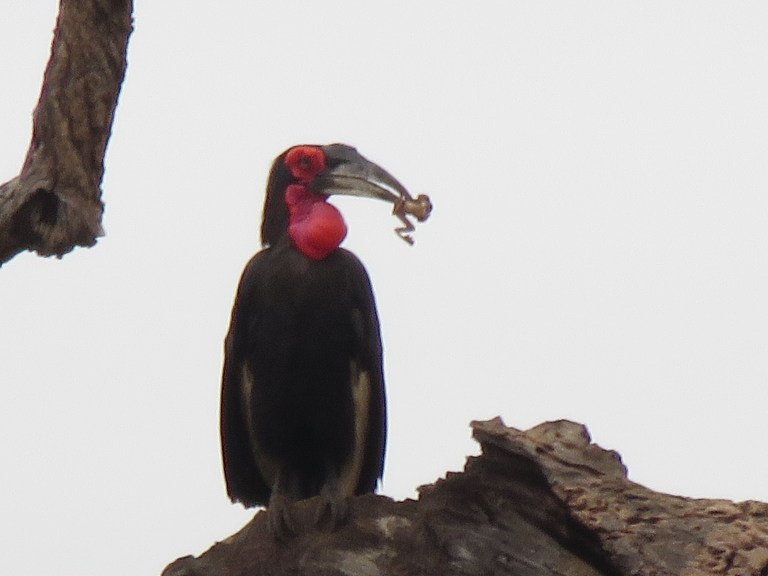 chobe_hornbill_frog