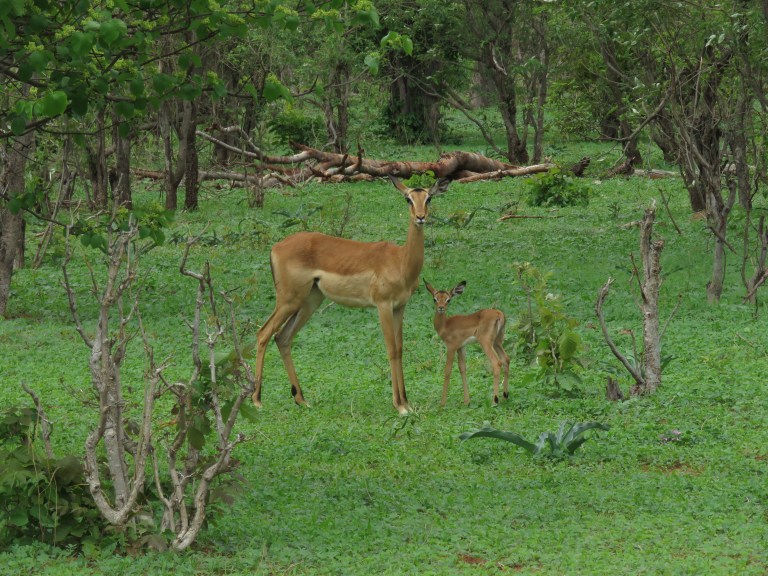 chobe_impala_ma_baby