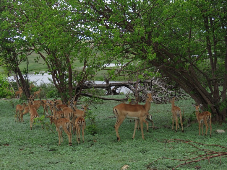 chobe_impala_nursery