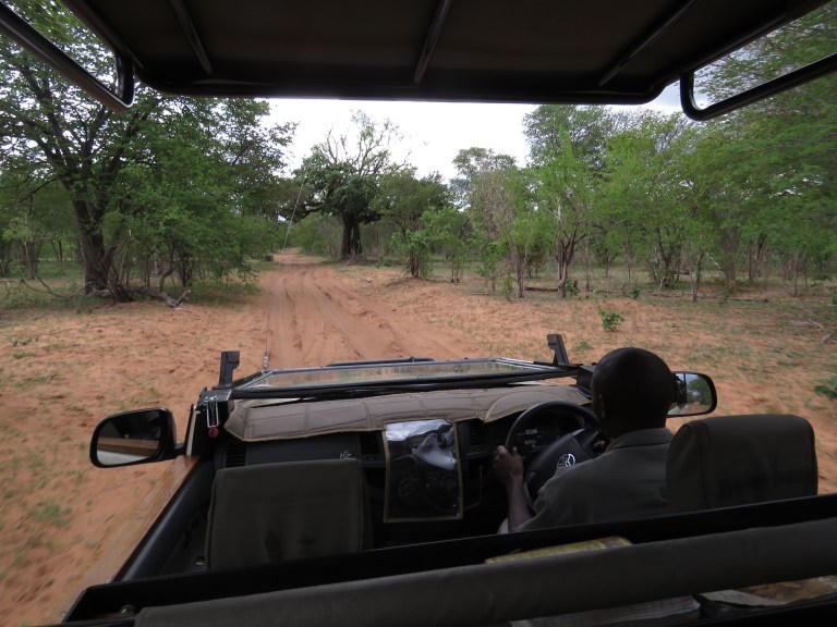 chobe_jeep_road_view