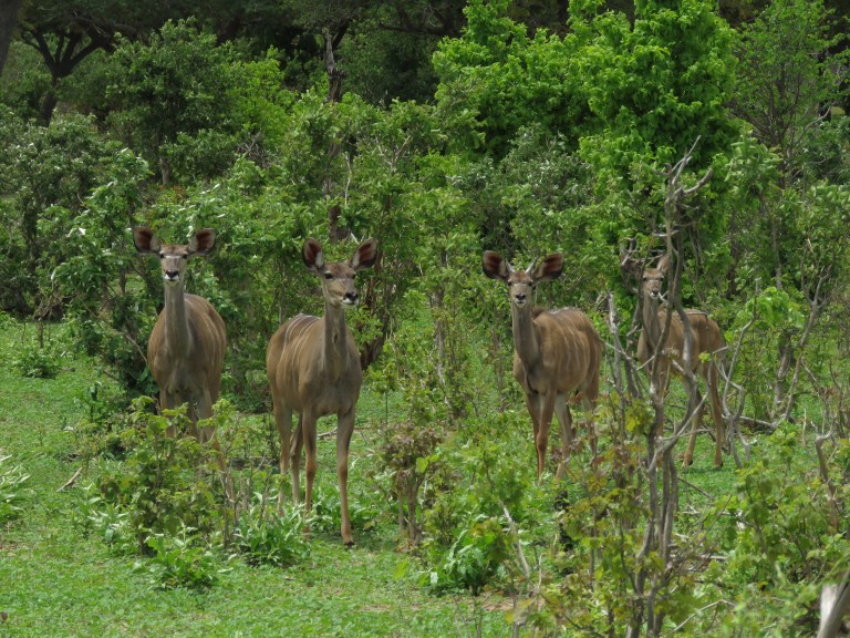 chobe_kudu_ladies_four