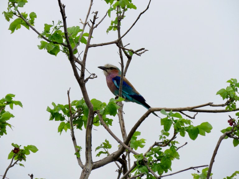 chobe_lilac_roller_leaves