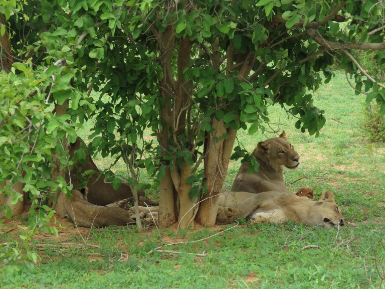 chobe_lion_pile
