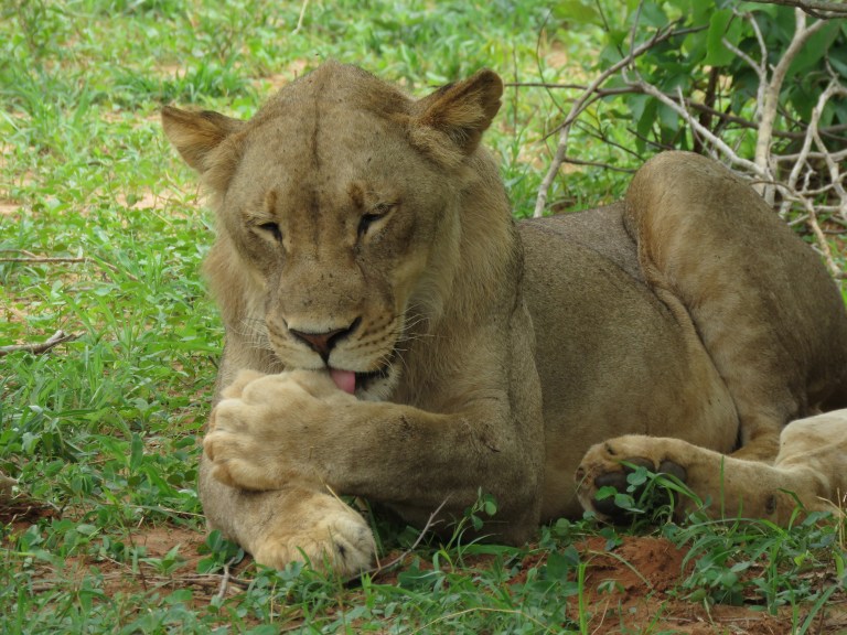 chobe_lion_pile_big_paws