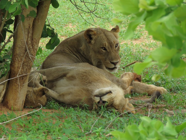 chobe_lion_pile_i_see_you