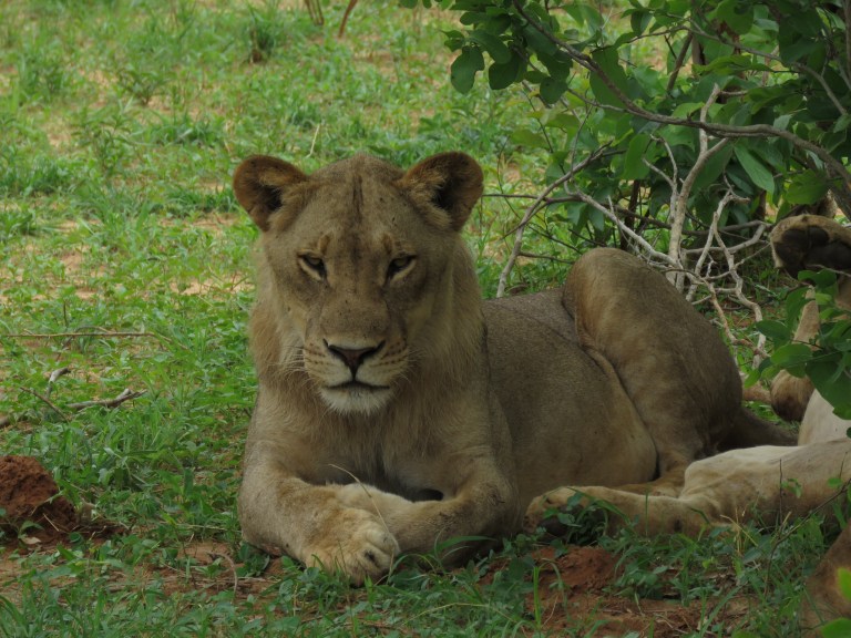 chobe_lion_pile_king
