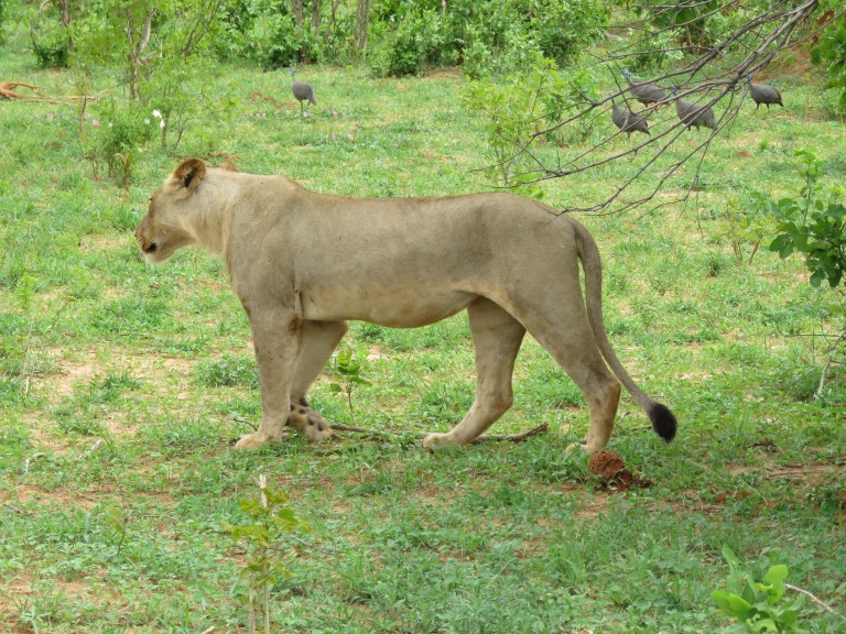 chobe_lion_pile_walking