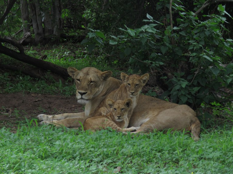 chobe_lioness_cubs_pulledback