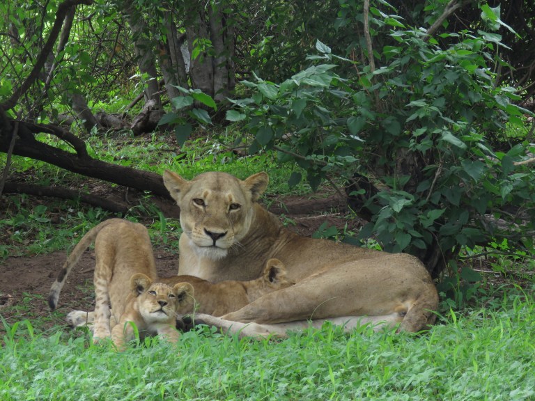 chobe_lioness_stretch_two