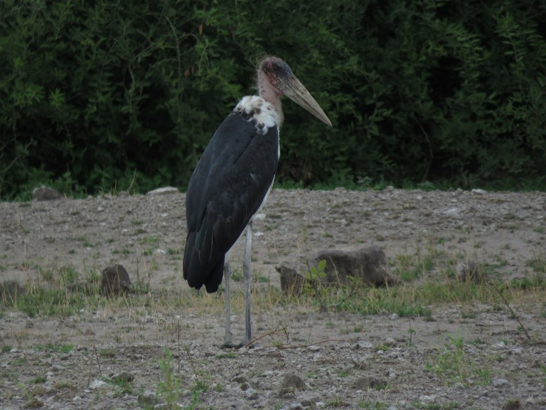 chobe_marabou_closeup