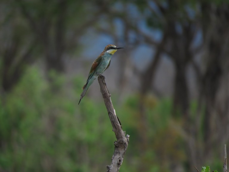 chobe_paleblue_small_bird