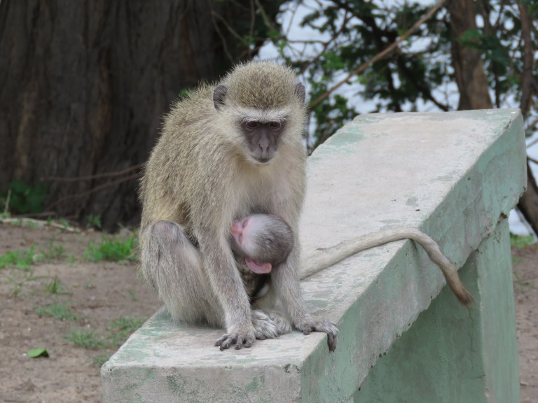 chobe_vervet_baby_sideways