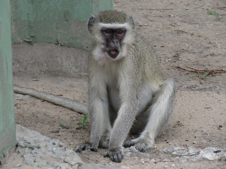 chobe_vervet_ground