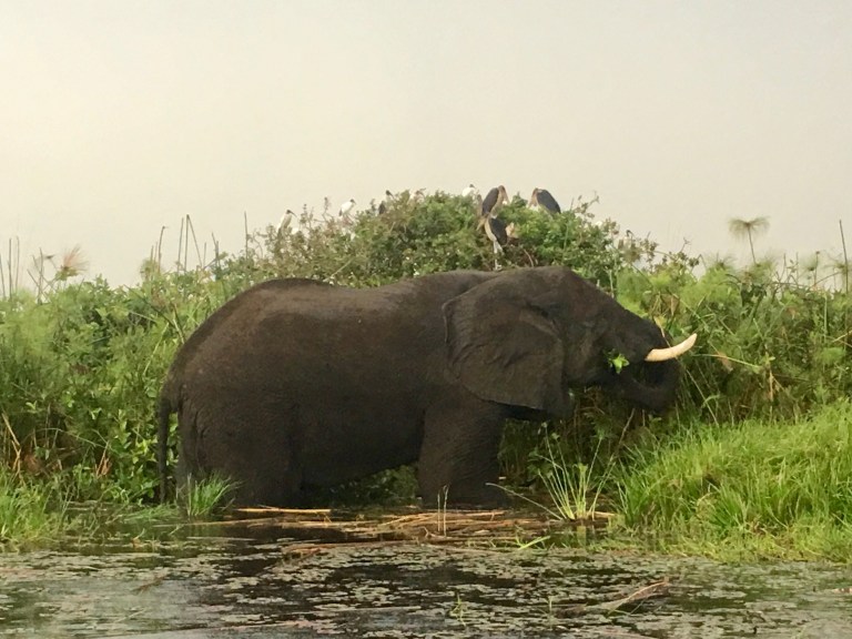 elephant_water_eating