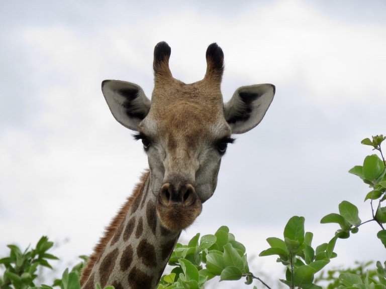giraffe_closeup