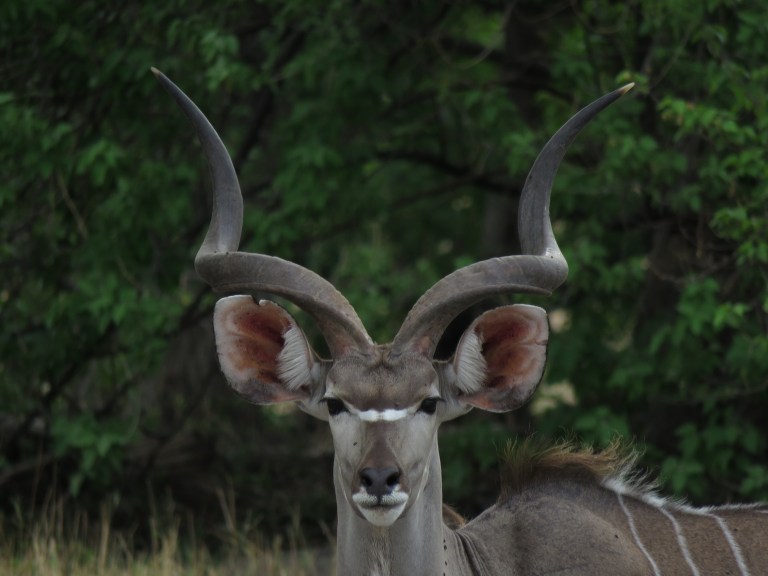 kudu_male_horns