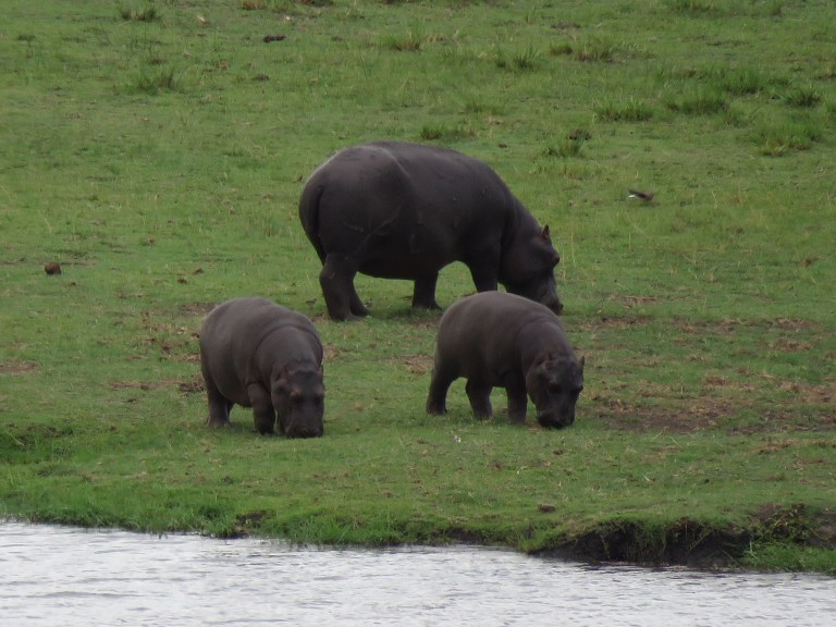 sedudu_hippo_two_babies