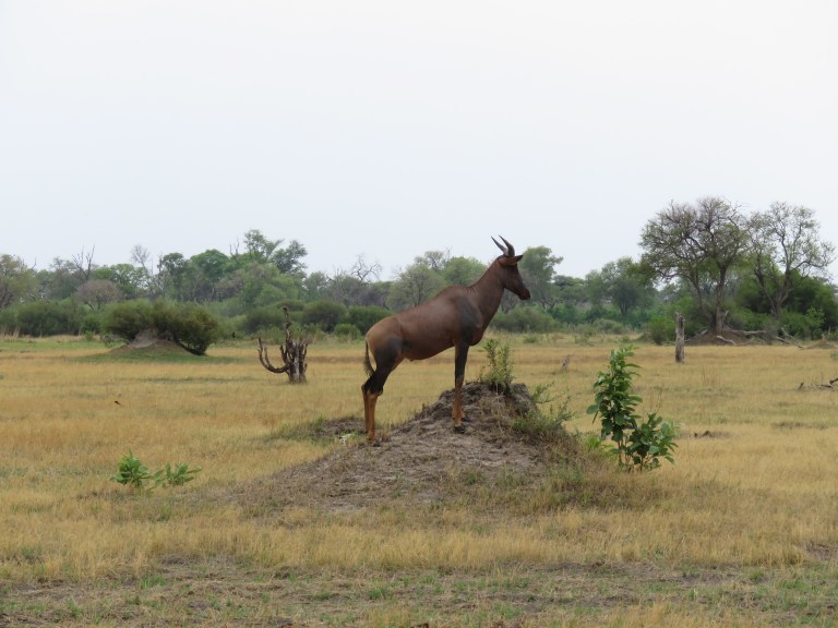 tsessebe_termite_mound