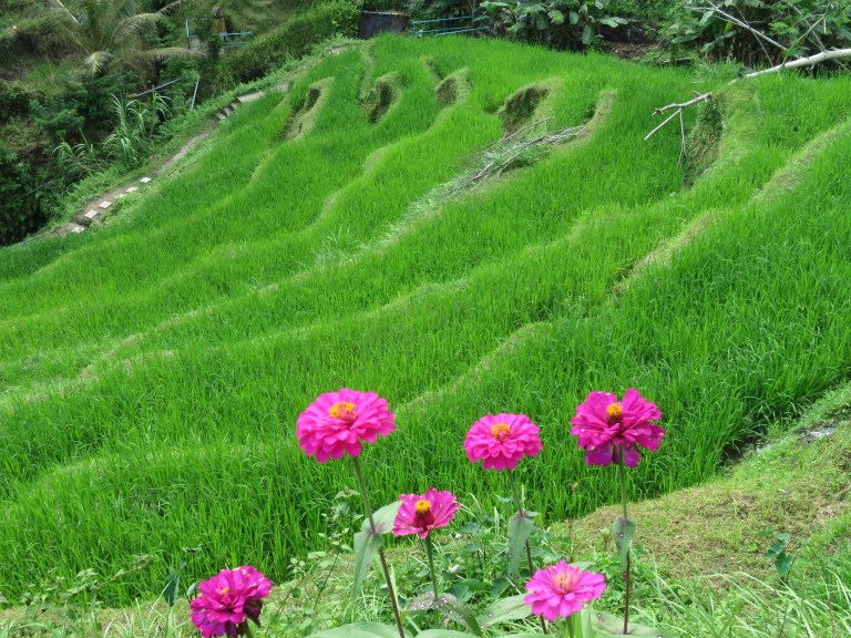ubud_rice_walk_top_pink_flowers