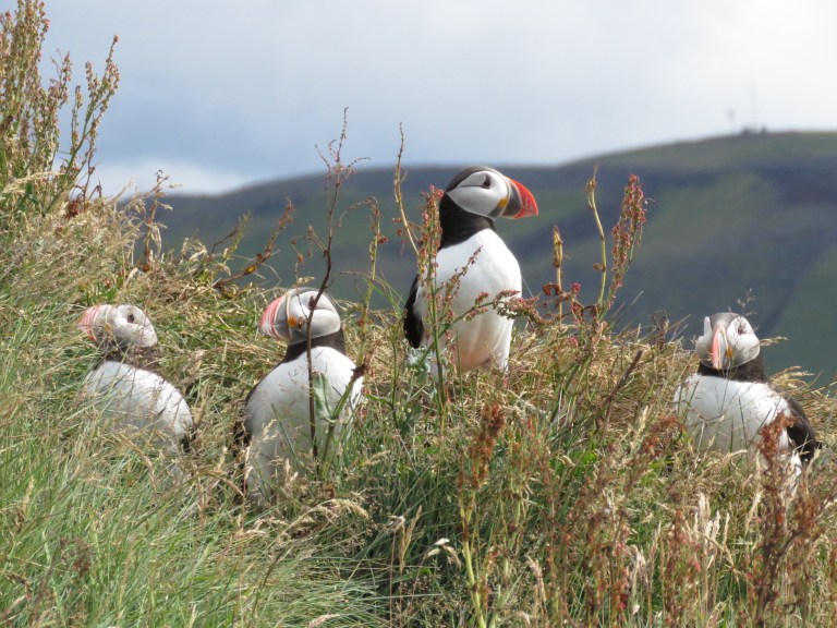 in_the_grass_beak_right