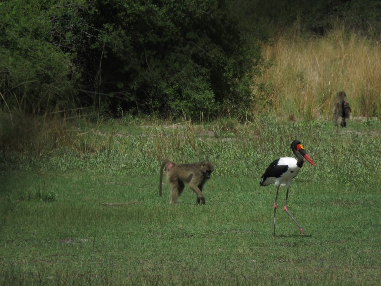 saddle_billed_baboon_kwara